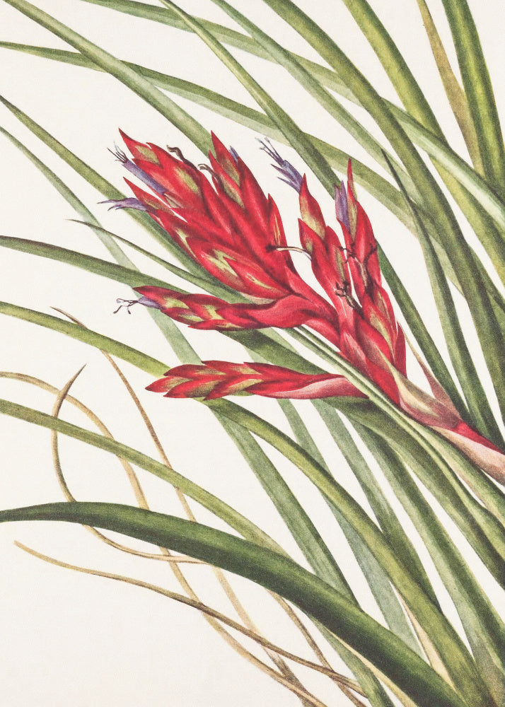 Quill Leaf Tillandsia From North American Wildflowers (1925) By Mary Vaux Walcott | Poster
