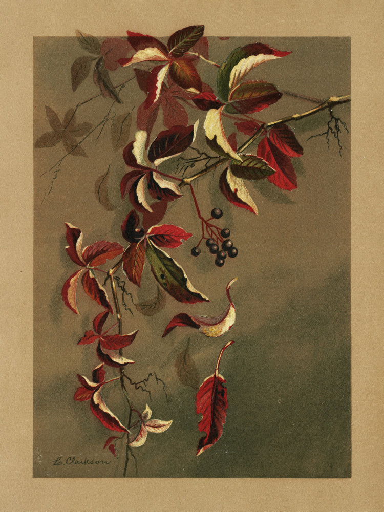 Autumn Leaves With Black Berries | Poster