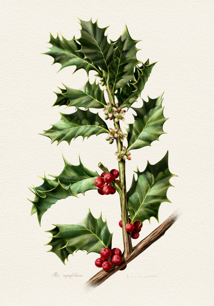 Festive Holly Berries | Poster