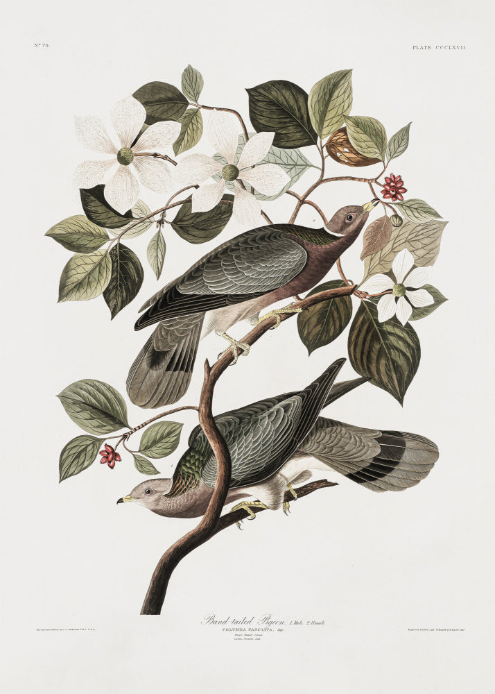 Brand Tailed Pigeon From Birds Of America (1827) | Poster