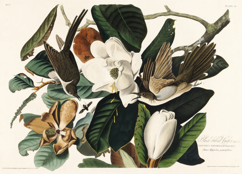 Black Billed Cuckoo From Birds of America (1827) | Canvas