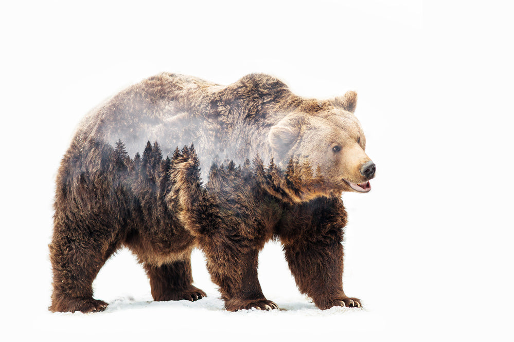 Forest Bear Spirit | Canvas