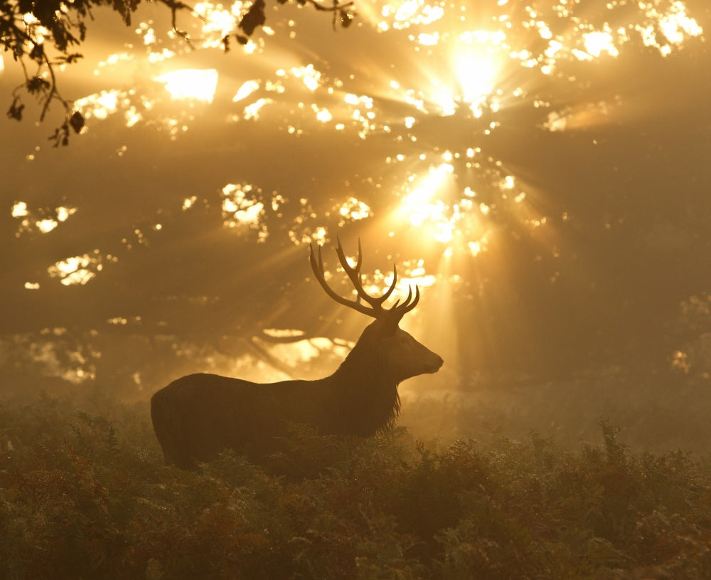 Stag in Golden Light | Poster