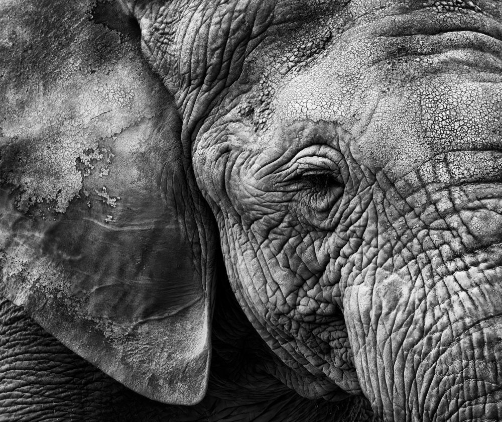 Textured Elephant Portrait | Poster