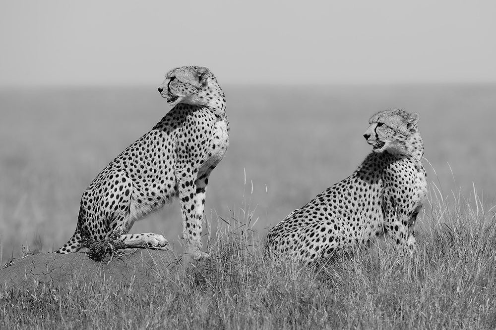 African Cheetahs Watching | Poster