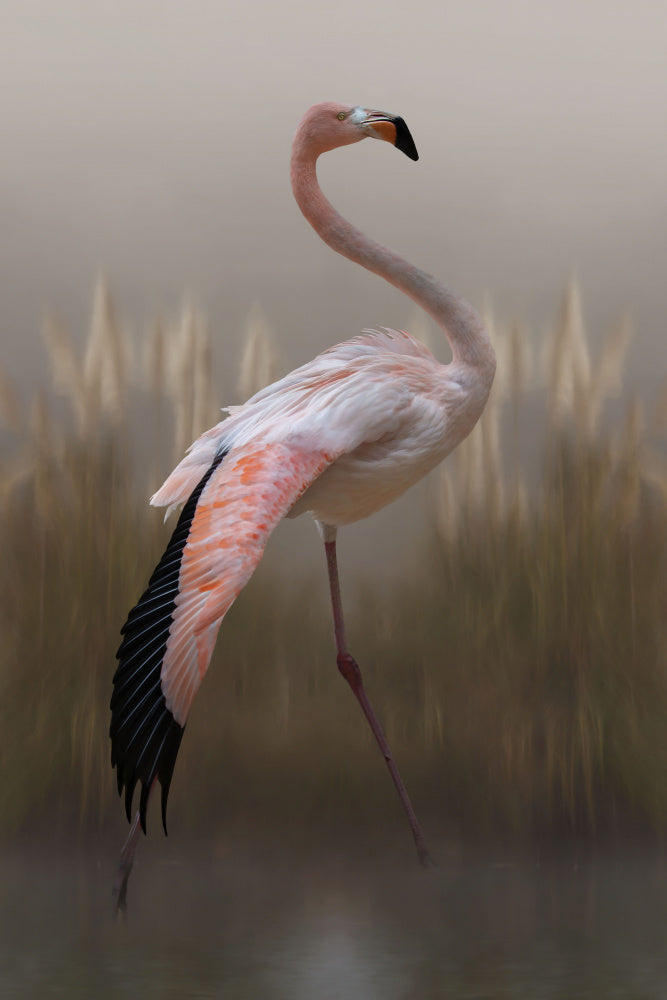 Graceful Flamingo | Canvas