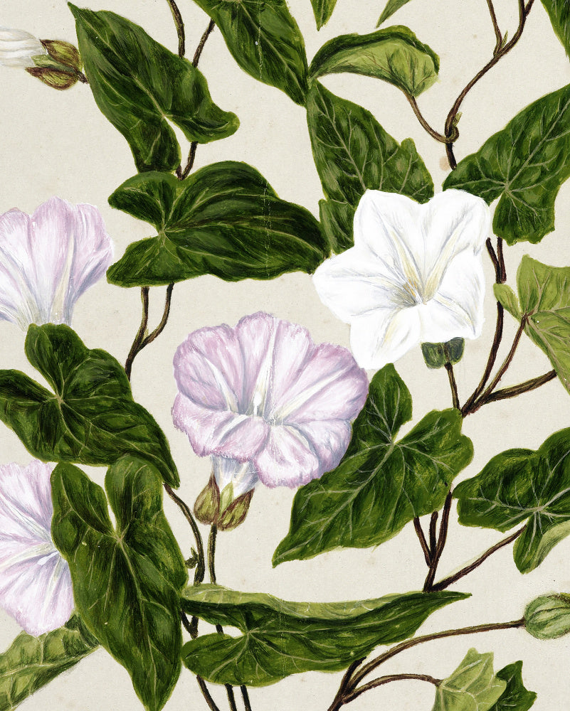 Bindweed Pohu By Sarah Featon (1848–1927) | Canvas