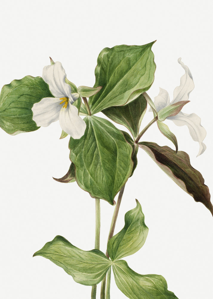 Large White Trillium | Poster