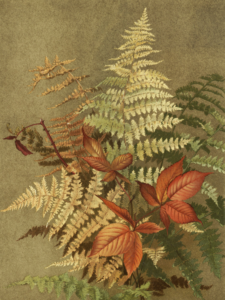 Autumn Ferns | Canvas