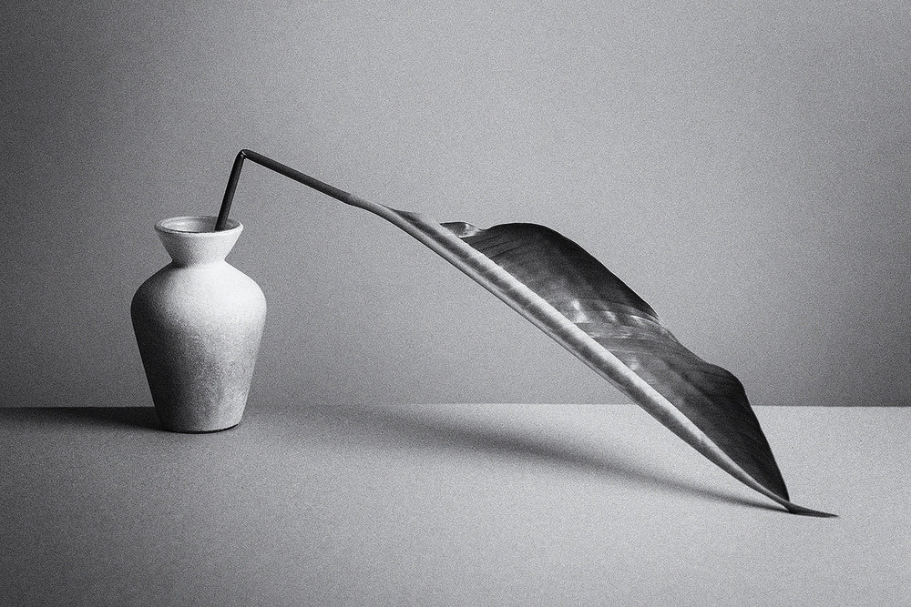 Monochrome Botanical Study | Poster