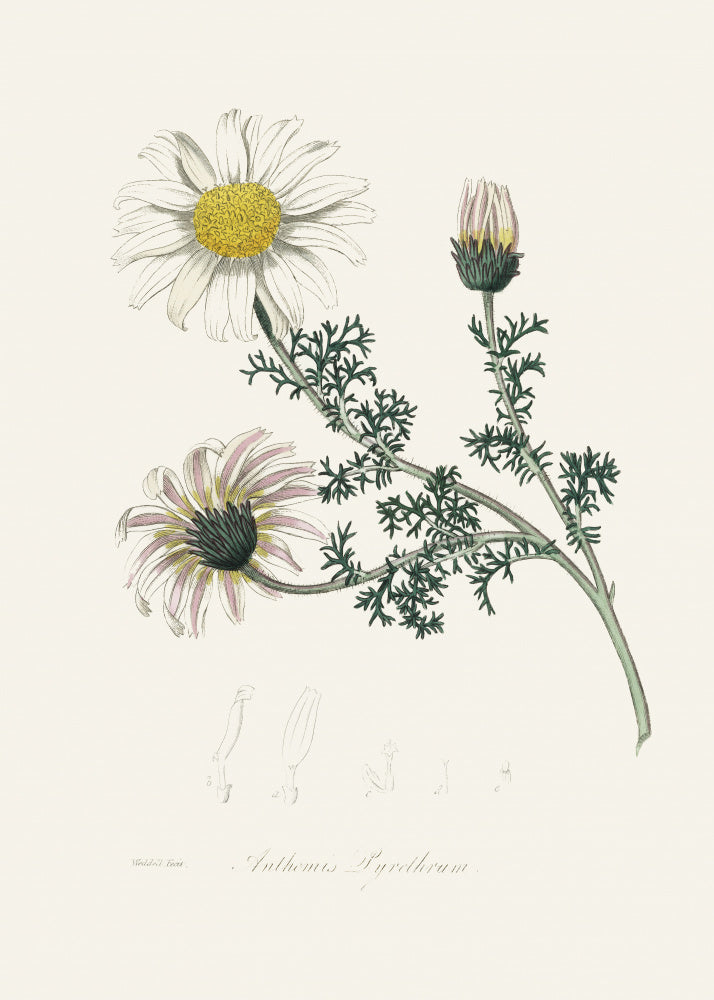 Mount Atlas Daisy (anthemis Pyrethrum) Medical Botany | Canvas