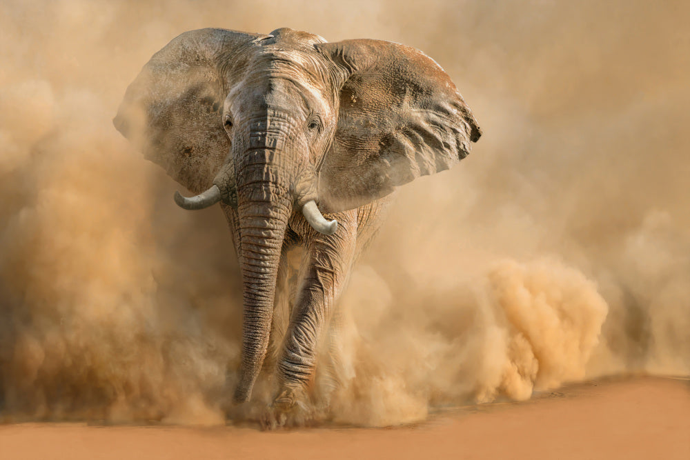 Majestic Elephant Dust Cloud | Poster