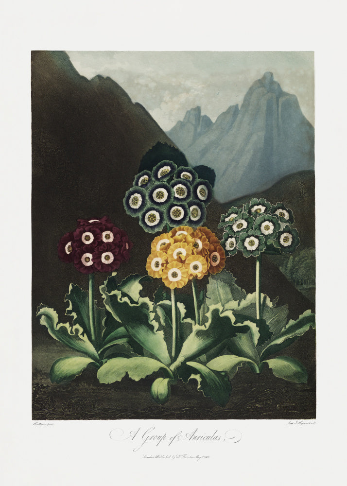 A Group of Auriculas from The Temple of Flora (1807) | Poster