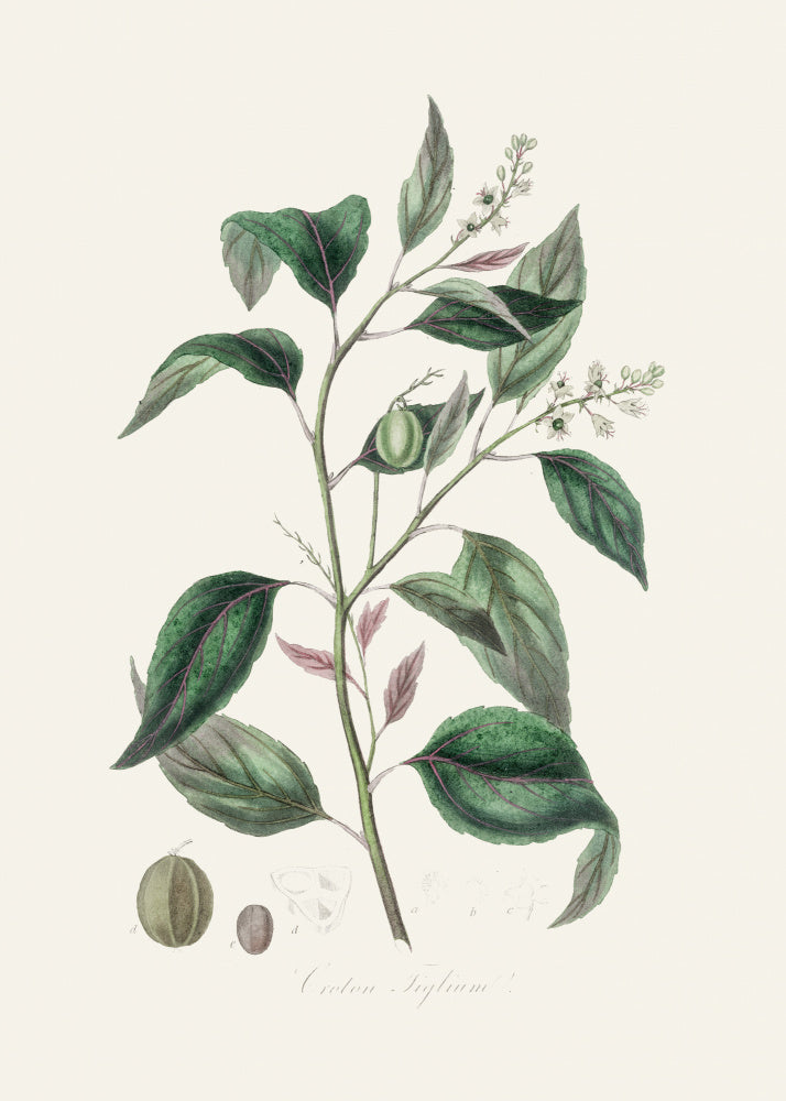 Purging Croton (croton Tiglium) Medical Botany | Poster