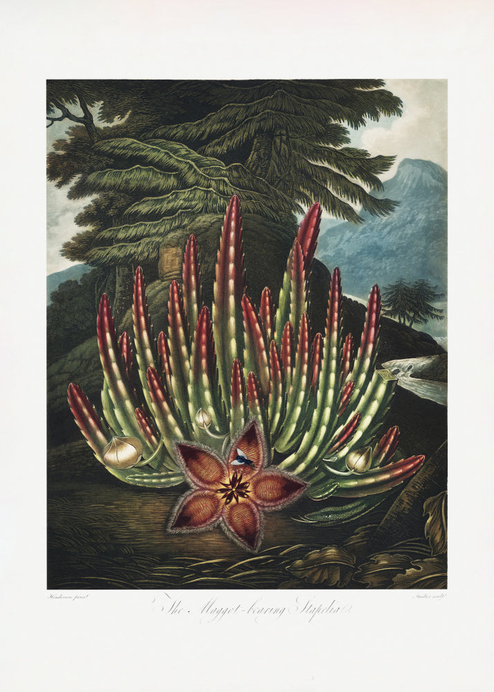 The Maggot–Bearing Stapelia from The Temple of Flora (1807) | Poster