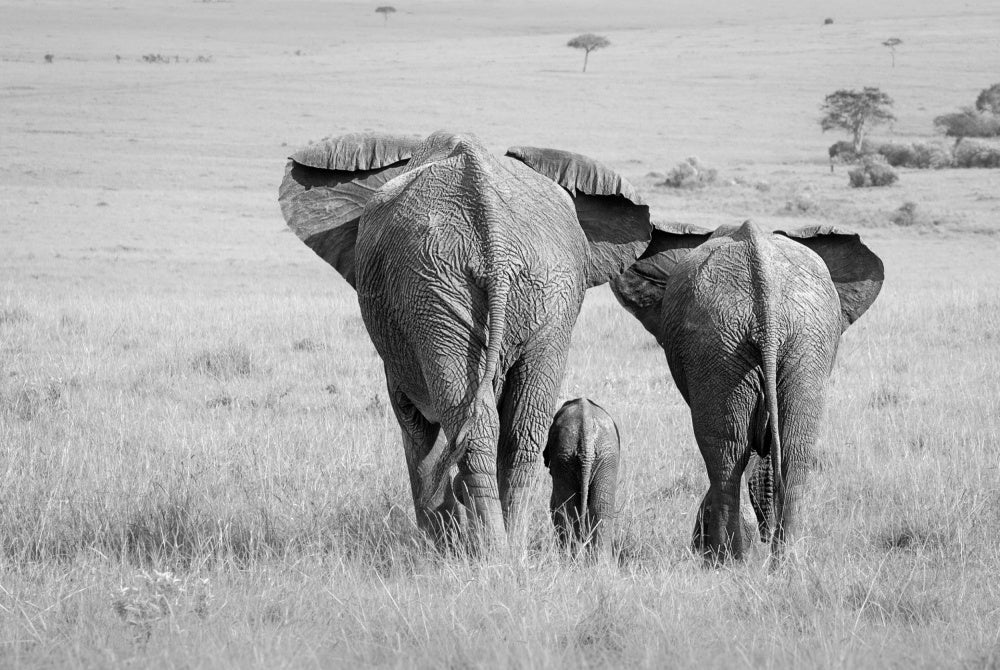 African Elephant Family | Poster