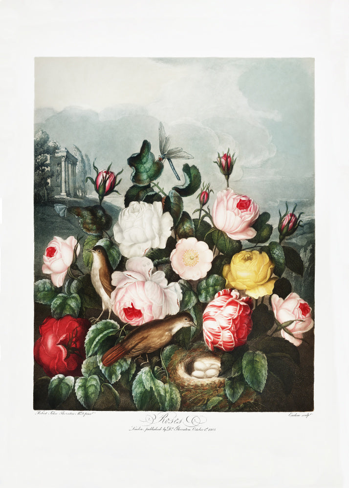 Roses from The Temple of Flora (1807) | Poster