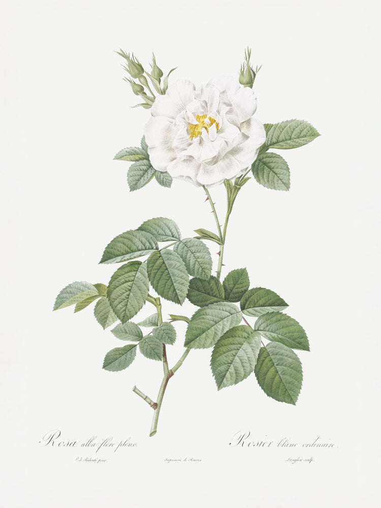 Rosa Alba Flore Pleno, Les Roses (1817–1824) | Poster