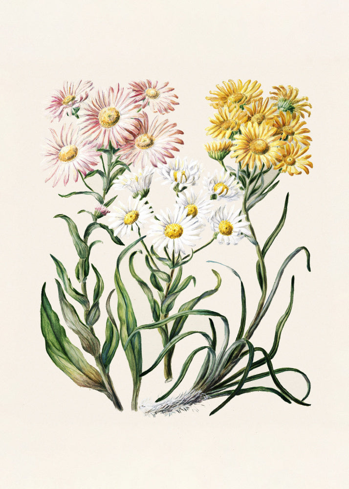 New Zealand Snow Groundsels Drawn By Featon (1848–1927) | Canvas