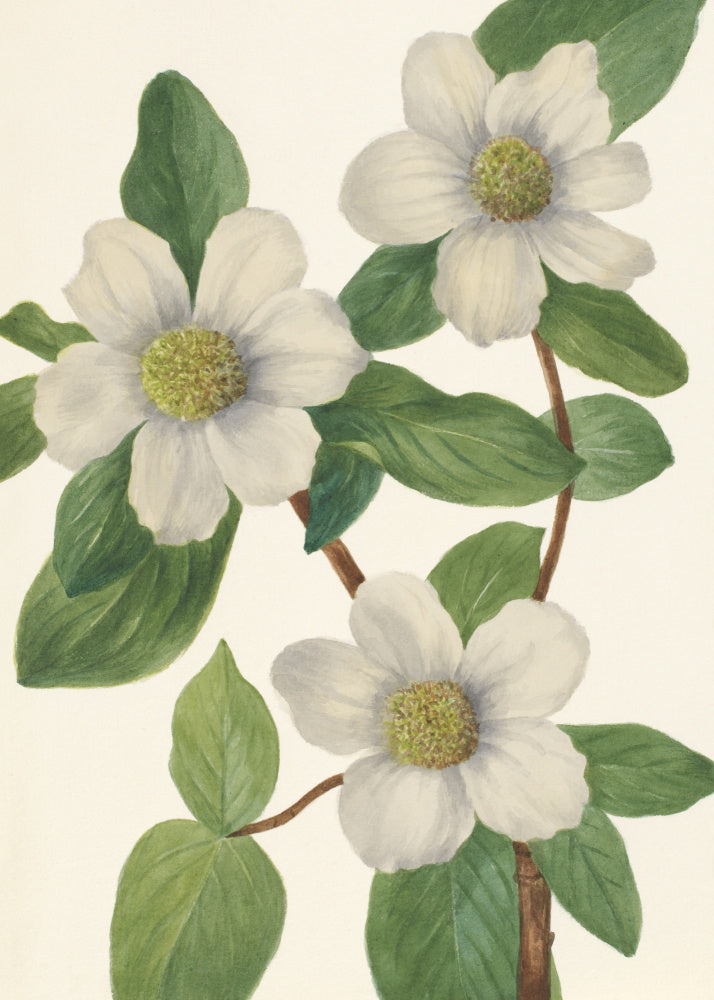 Pacific Dogwood | Poster