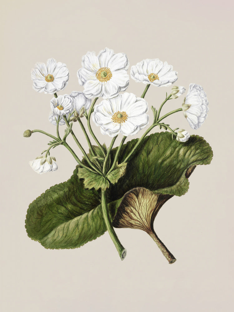 The Mountain Lily Drawn By Sarah Featon (1848–1927) | Poster