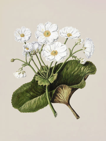 The Mountain Lily Drawn By Sarah Featon (1848–1927) | Poster