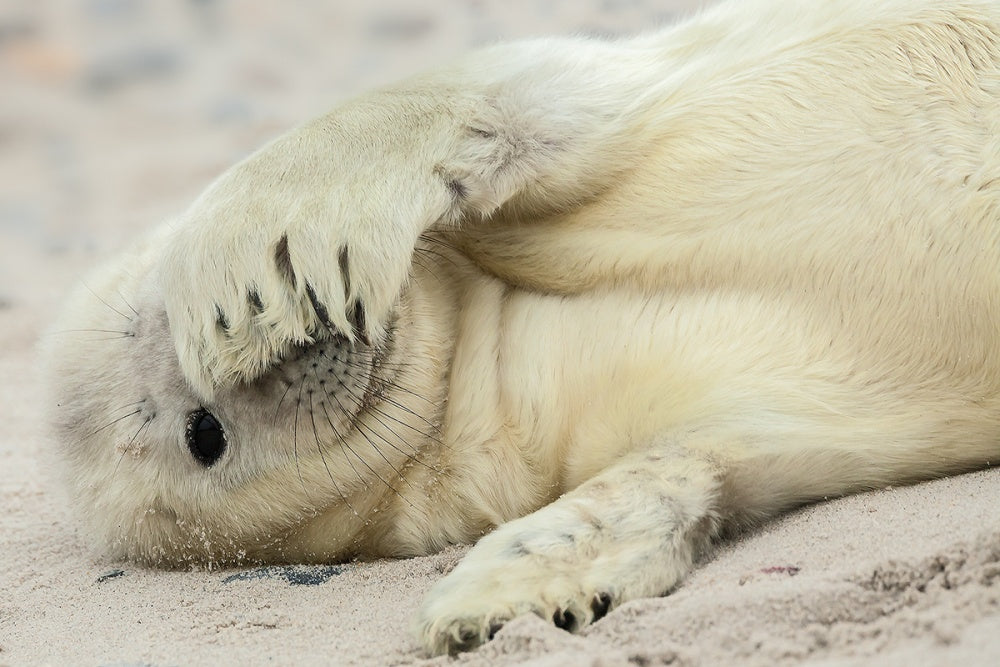 Shy Baby Seal | Poster