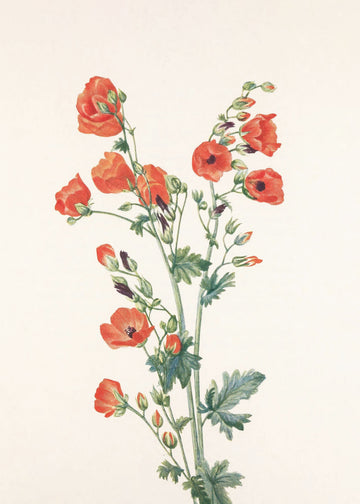 Scarlet Globe Mallow From North American Wildflowers (1925) By Mary Vaux Walcott | Canvas
