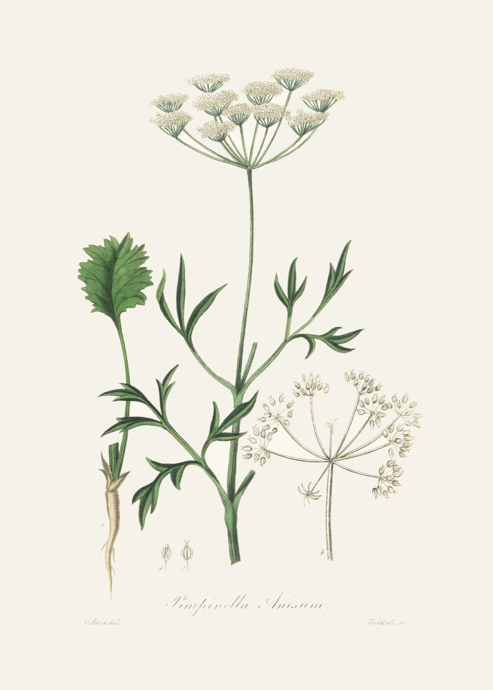 Aniseed (pimpinella Anisum) Medical Botany | Poster