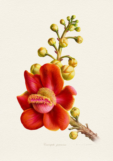 Vibrant Cannonball Flower | Poster
