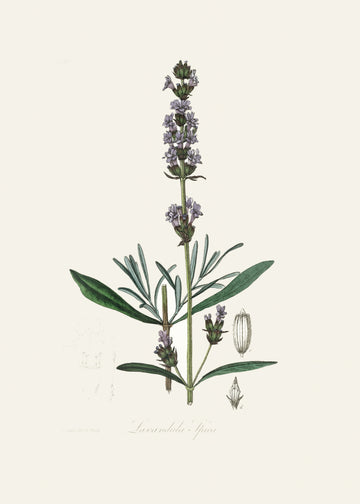 Lavender (lavandula Ipica)  Medical Botany | Canvas