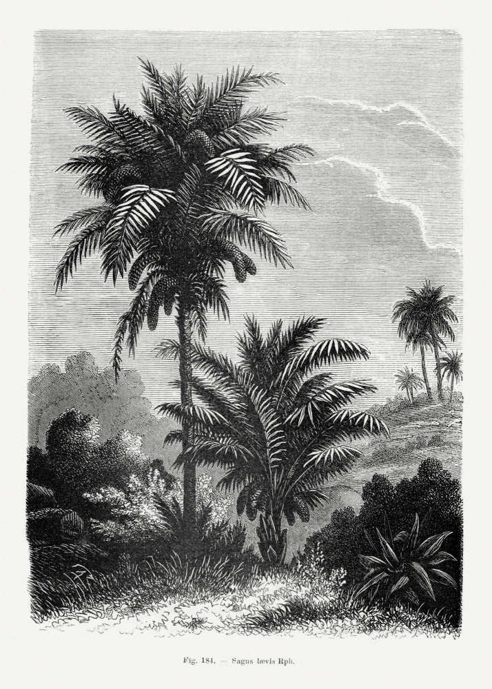 Vintage Palm Tree Drawing V | Canvas