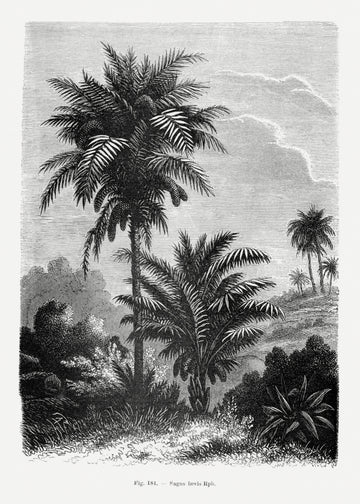 Vintage Palm Tree Drawing V | Canvas