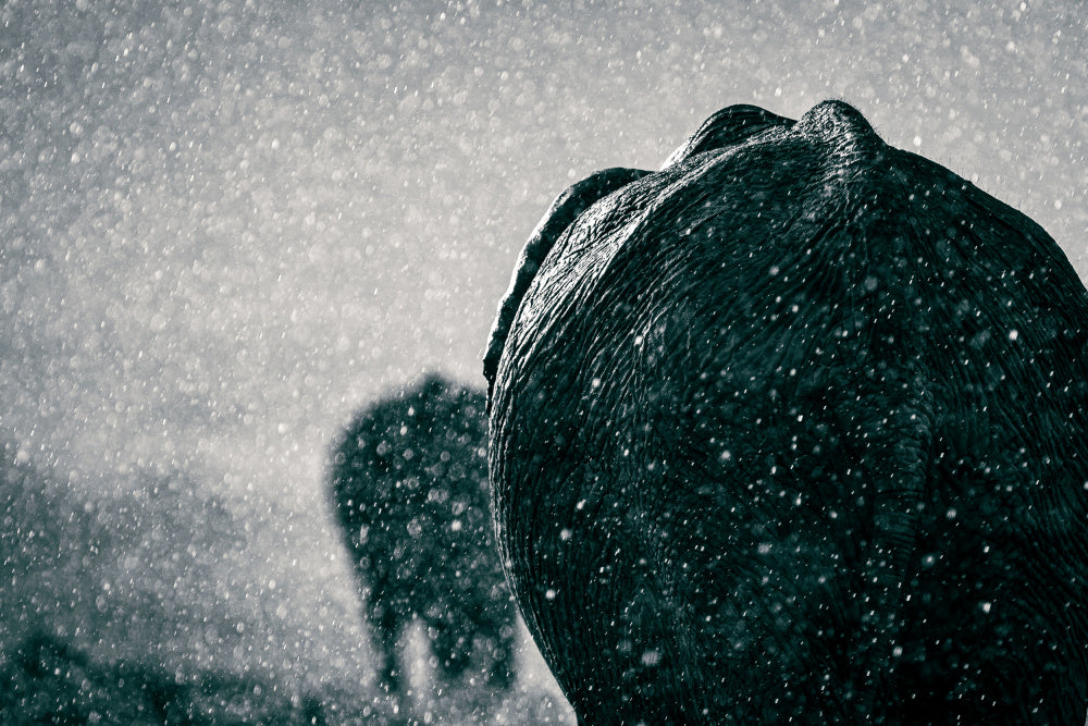 Elephants In The Rain | Poster
