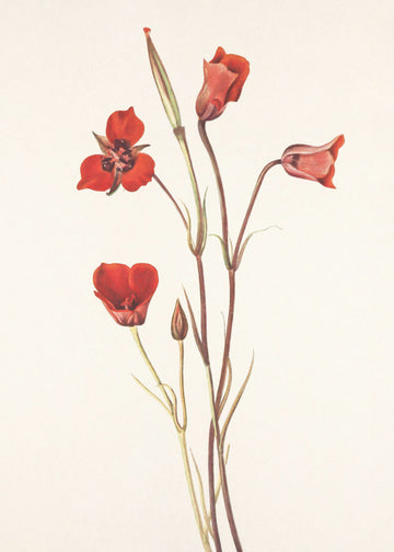 Scarlet Mariposa From North American Wildflowers (1925) By Mary Vaux Walcott | Poster