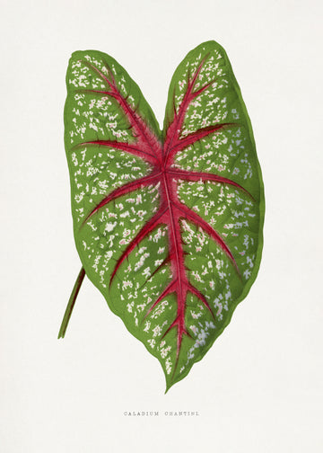 Green Caladium Chantini Leaf Illustration | Poster