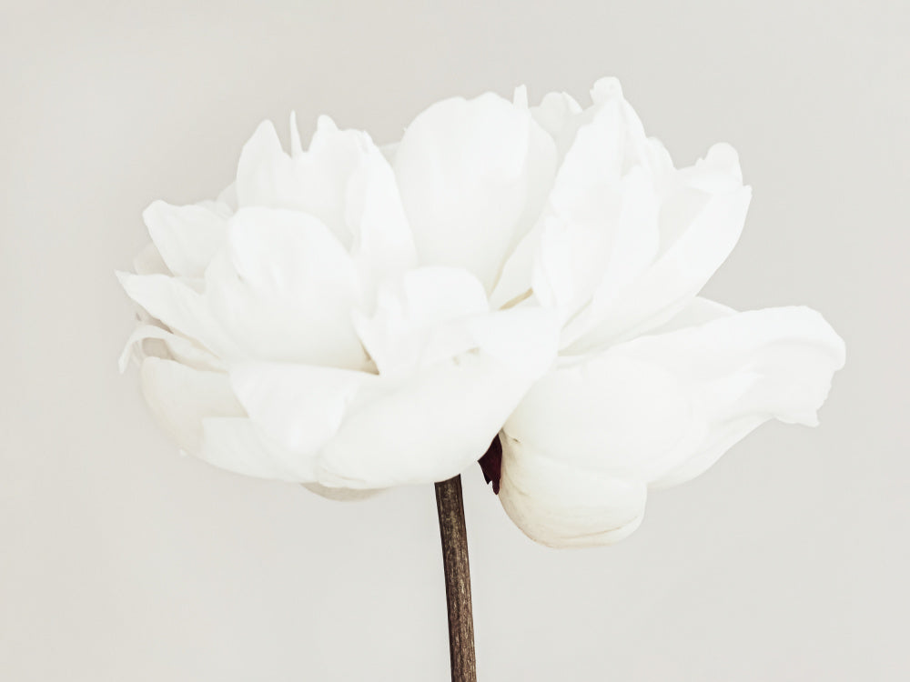 White Peony Bloom | Canvas