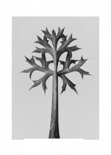 Eryngium Bourgatii | Poster