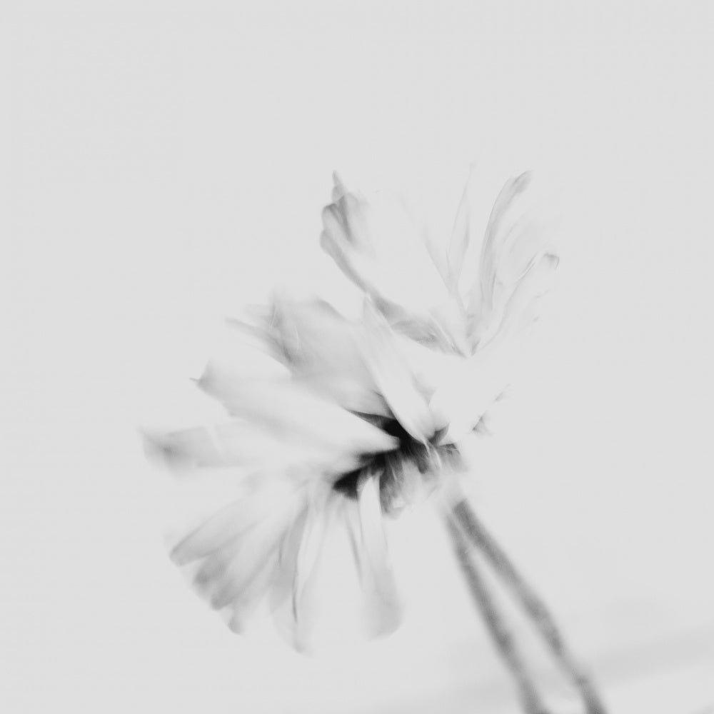 Ethereal White Flower | Canvas