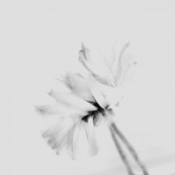 Ethereal White Flower | Poster