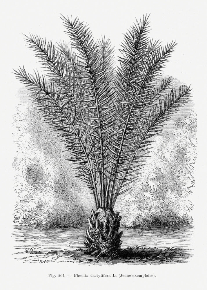 Vintage Palm Tree Drawing Xiii | Canvas