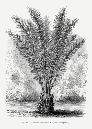 Vintage Palm Tree Drawing Xiii | Poster