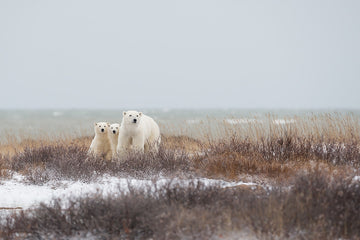 Polar Bear Family Winter | Canvas
