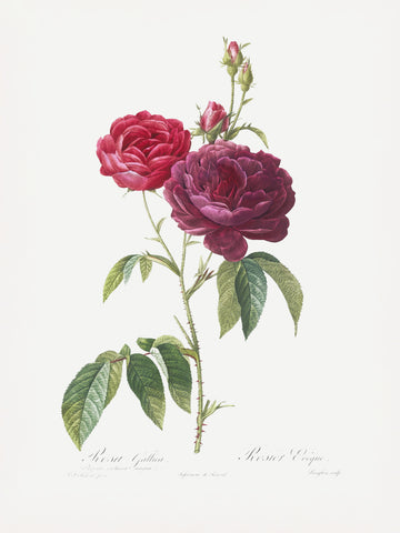 Purple French Rose, Les Roses (1817–1824) | Poster