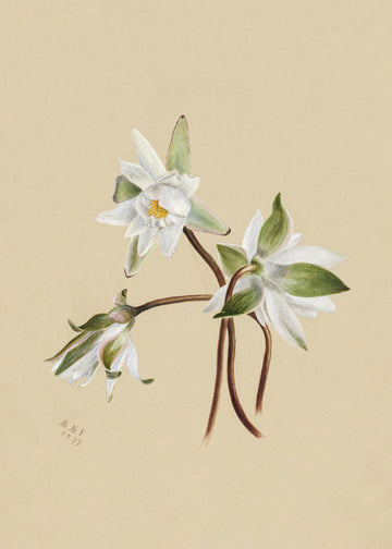 Water Lilies (1879) | Poster