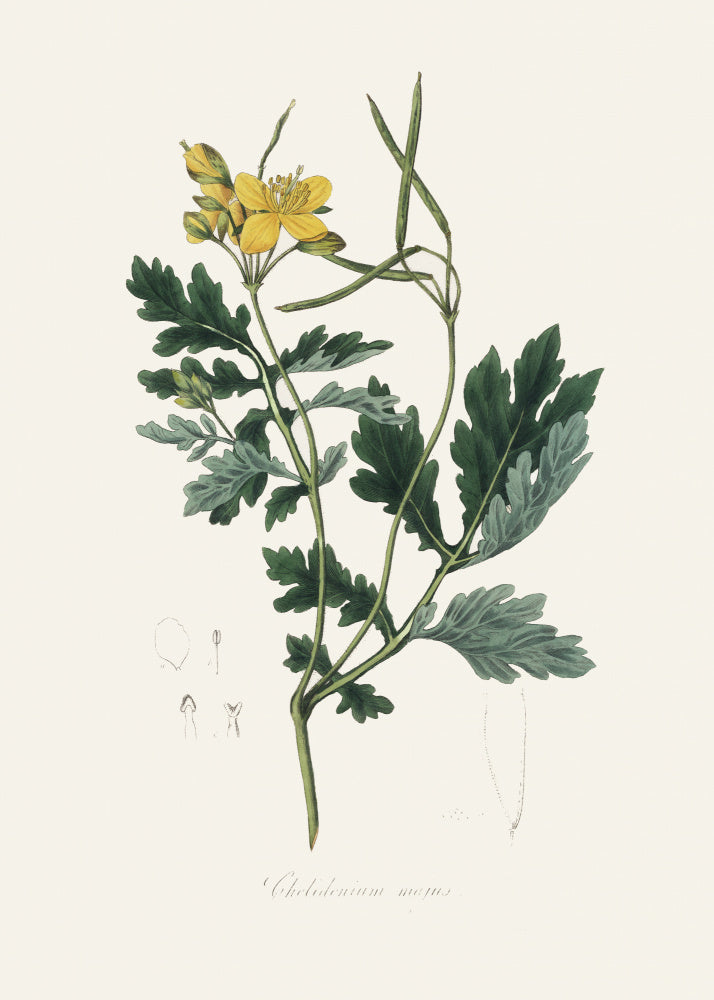 Greater Celandine (chelidonium Majus) Medical Botany | Canvas