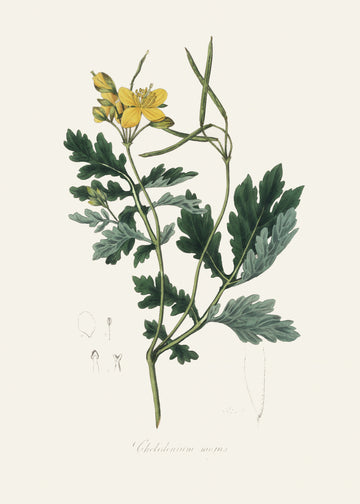 Greater Celandine (chelidonium Majus) Medical Botany | Poster