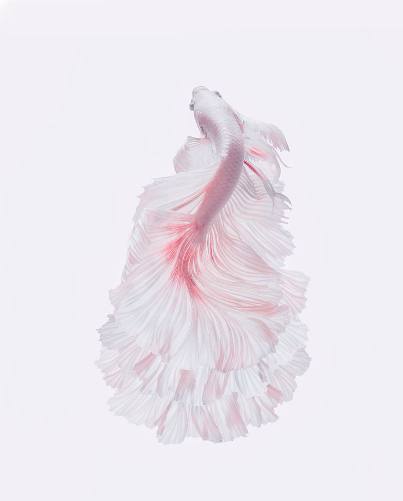 Pink Betta Elegance | Canvas