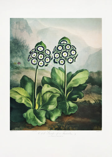 A Group of Auriculas from The Temple of Flora 2 (1807) | Poster