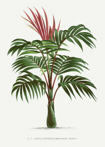 Kentiopsis | Canvas